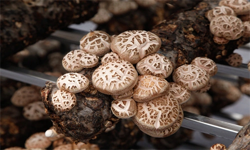 productcate-1-3 productcate-1-3