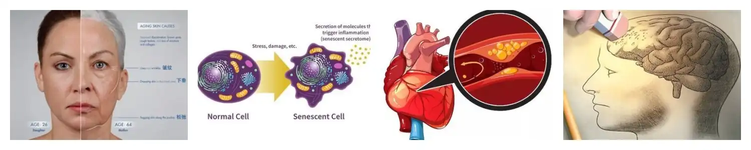 product-1-1 product-1-1