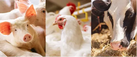 pwodwi-476-199 pwodwi-476-199