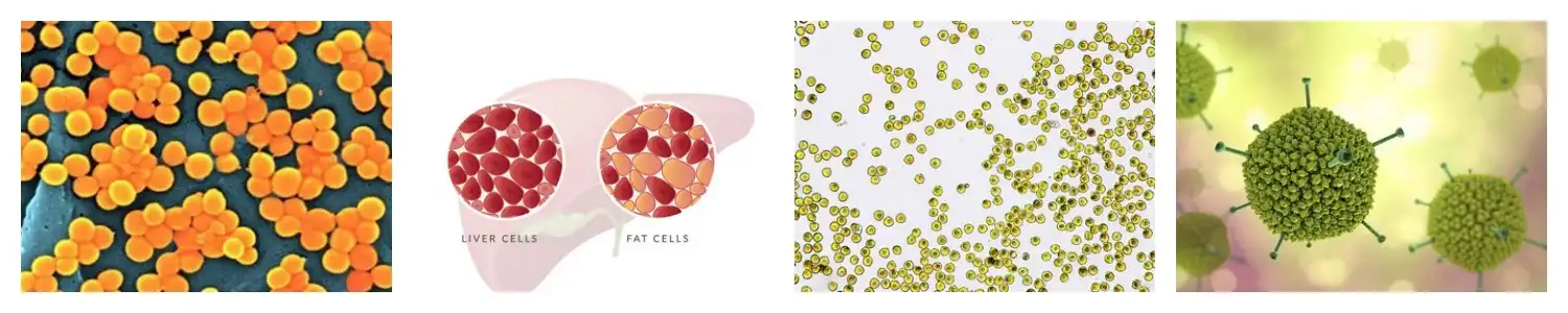 product-1-1 product-1-1