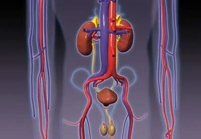 Urinary Support Urinary Support