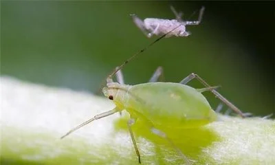 Pest Control Solutions