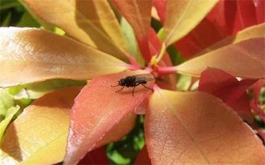 Pest Control Solutions1