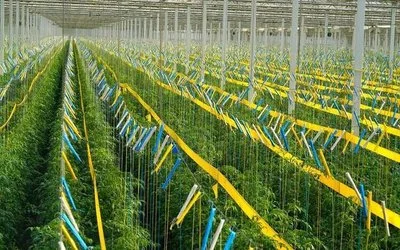 Synergistic Integration with Existing Pest Management Synergistic Integration with Existing Pest Management