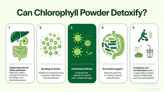Does chlorophyll powder really detox your body