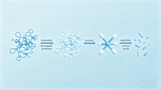 Protein Breakdown and Absorption Protein Breakdown and Absorption