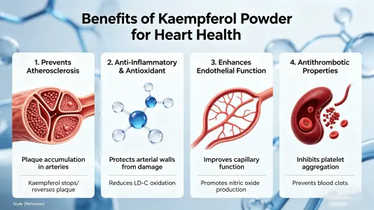 Heart Benefits of Kaempferol Powder Explained