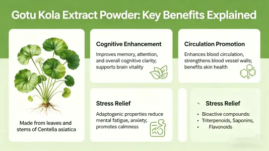 Gotu Kola Extract Powder: Key Benefits Explained Gotu Kola Extract Powder: Key Benefits Explained