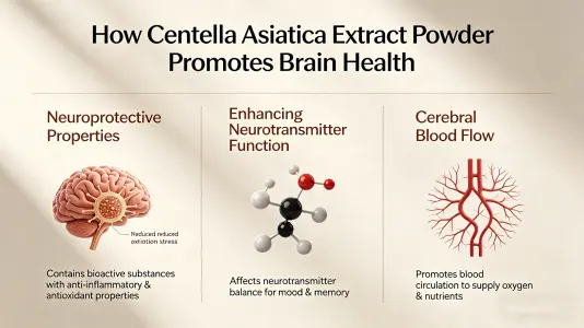 Gotu Kola Extract Powder Supports Brain Health Gotu Kola Extract Powder Supports Brain Health