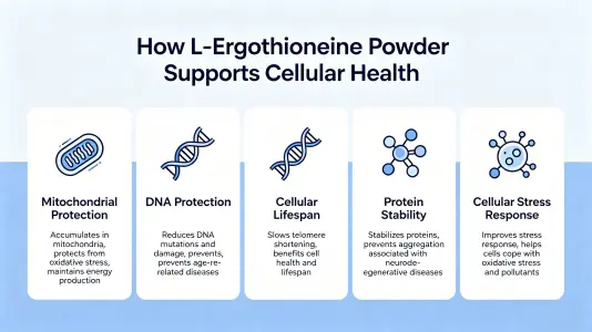 L-Ergothioneine Powder Supports Cellular Health