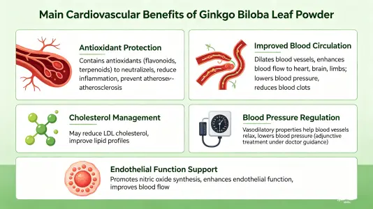 Top Cardiovascular Benefits of Ginkgo Leaf Powder
