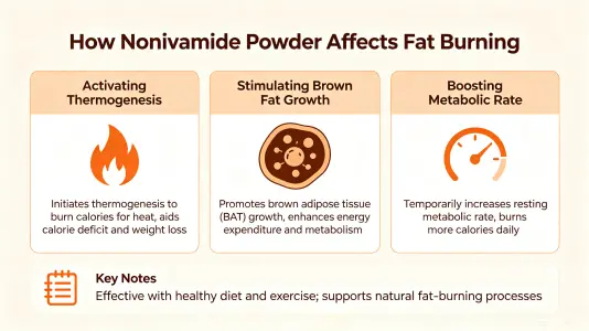 Nonivamide Powder Affects Fat Burning
