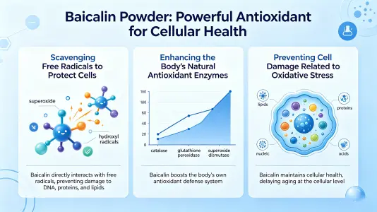 Powerful Antioxidant Properties for Cellular Health