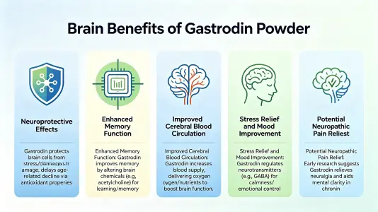 Top Brain Benefits of Gastrodin Powder Explained