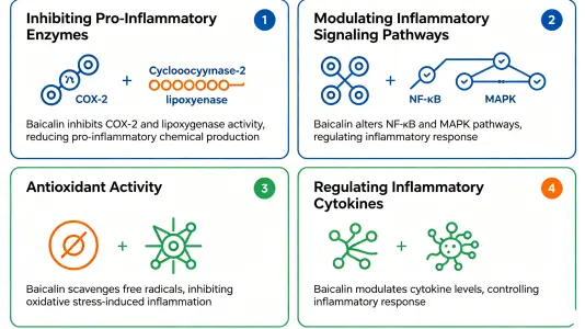 How Baicalein Powder Fights Inflammation