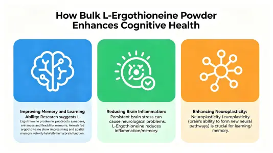 How Bulk L Ergothioneine Powder Enhances Cognitive Health How Bulk L Ergothioneine Powder Enhances Cognitive Health