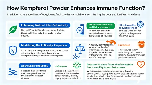 How Kaempferol Powder Supports Immune Function
