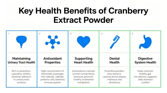 Top Health Benefits of Cranberry Extract Powder Top Health Benefits of Cranberry Extract Powder