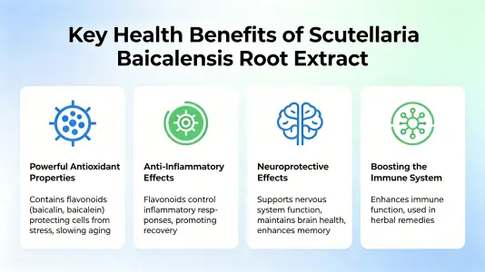 Top Health Benefits of Baical Skullcap Root Extract