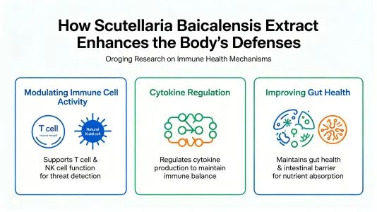 How Scutellaria Extract Enhances Your Body's Defenses How Scutellaria Extract Enhances Your Body's Defenses