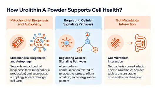 How Urolithin A Powder Supports Cellular Health