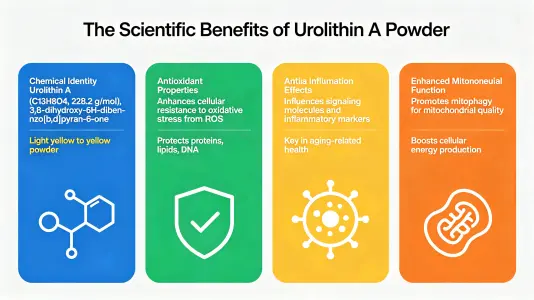 Scientific Benefits of Urolithin A Powder Scientific Benefits of Urolithin A Powder