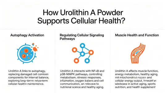 How Urolithin A Powder Supports Cellular Health How Urolithin A Powder Supports Cellular Health