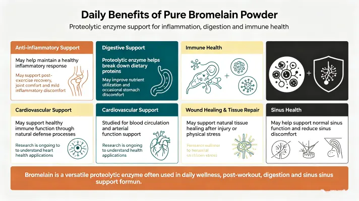 Daily Benefits of Pure Bromelain Powder