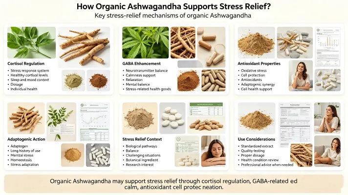 Ashwagandha Supports Stress Relief