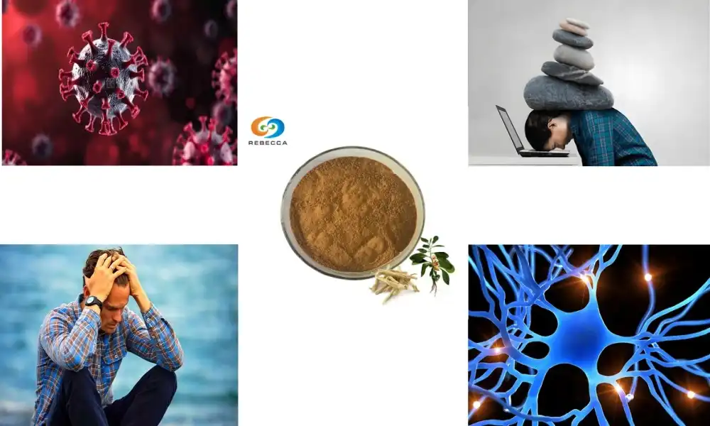 Withanolide Benefits: The Active Power of Ashwagandha Withanolide Benefits: The Active Power of Ashwagandha