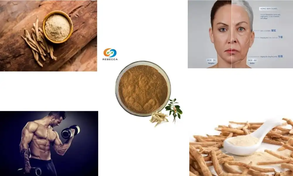 How Withanolide Content Impacts Ashwagandha Extract Quality How Withanolide Content Impacts Ashwagandha Extract Quality