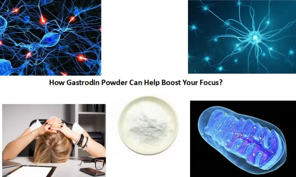 Sa Unsang Paagi Makatabang ang Gastrodin Powder nga Mapauswag ang Imong Pokus?