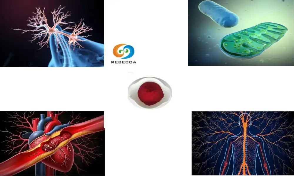 Шта је PQQ динатријумова со? Комплетан преглед састојака