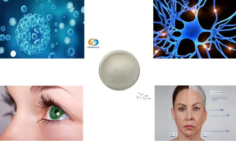 L-Ergothioneine vs Glutathione: Which to Choose?