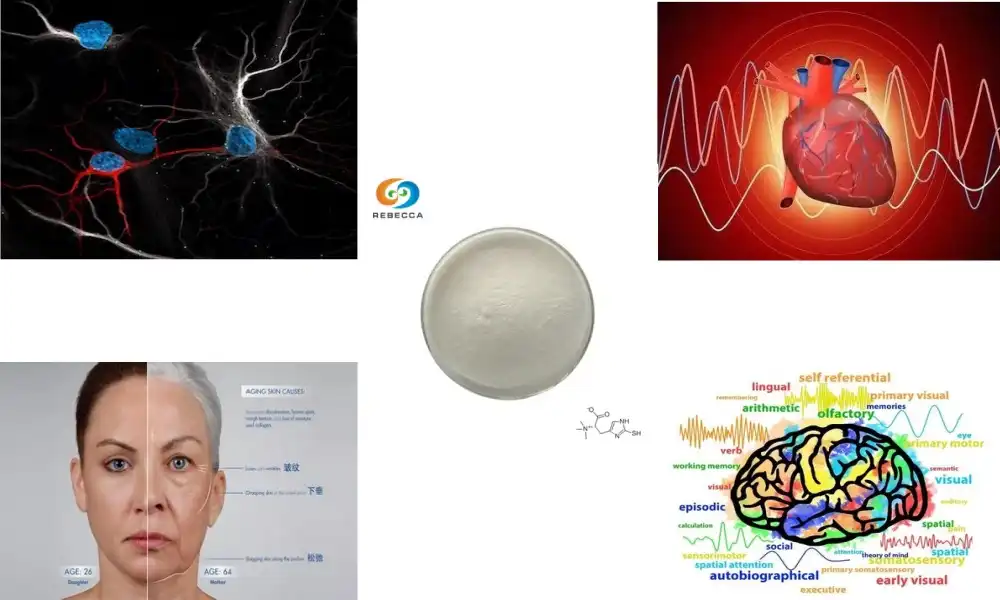 What is l-ergothioneine benefits? What is l-ergothioneine benefits?
