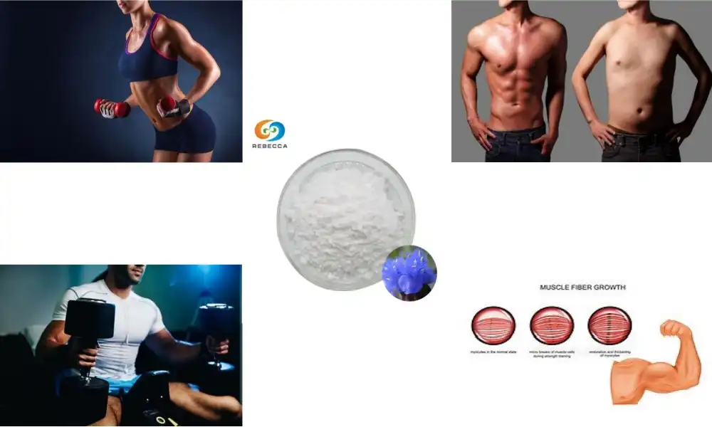 Does ecdysterone really work for body?