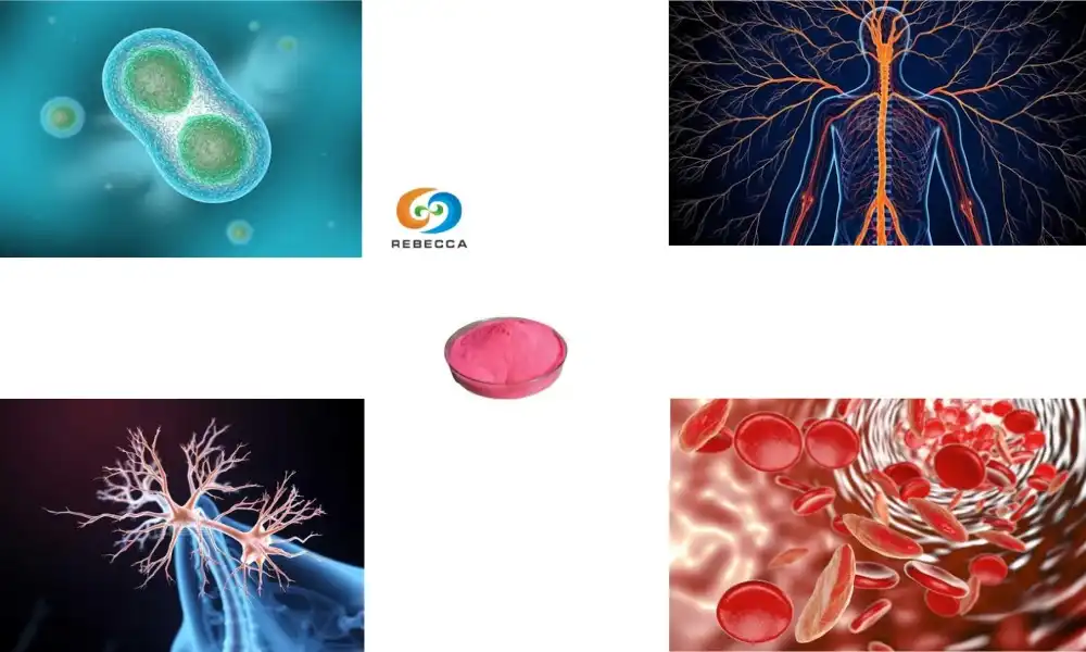 What Is Cyanocobalamin? Uses in Nutrition Formulas