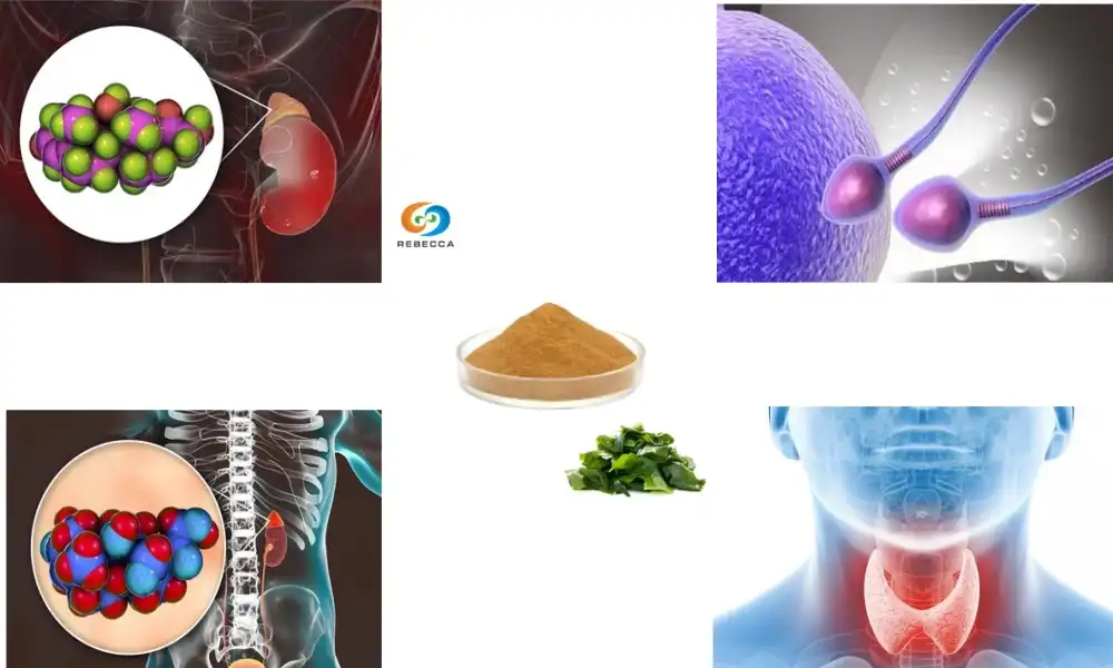 Èske Coleus Forskohlii ka ede ak sipò tiwoyid? Èske Coleus Forskohlii ka ede ak sipò tiwoyid?