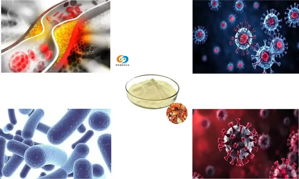 Qual a diferença entre quitosana e oligossacarídeos de quitosana? Qual a diferença entre quitosana e oligossacarídeos de quitosana?