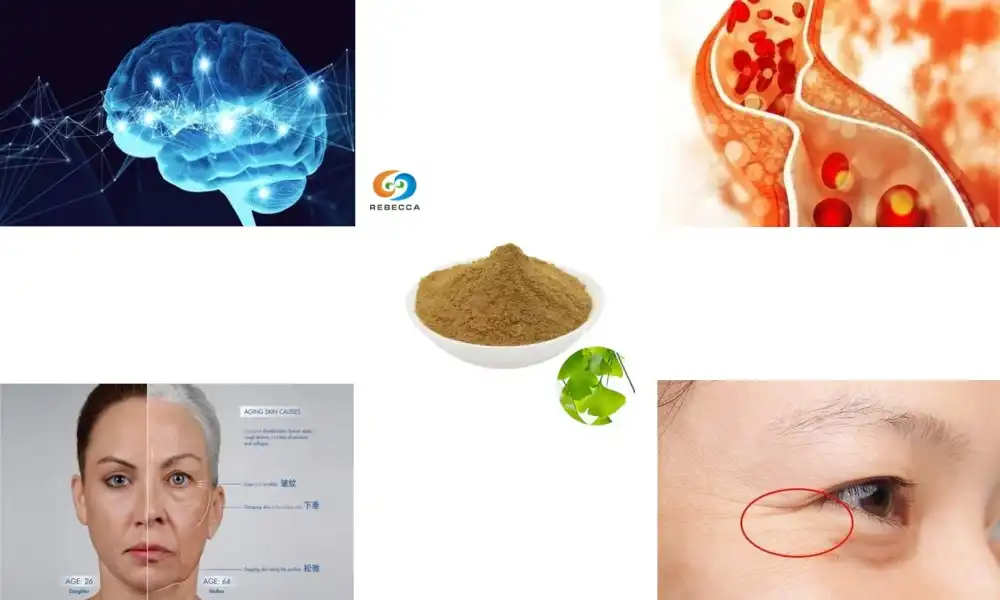 Ginkgo Biloba Ekstresi Tozu ile Yaşlanmaya Karşı Doğal Mücadele