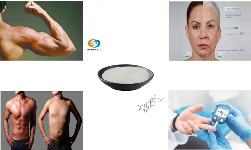 What are the potential benefits of ecdysterone for humans?