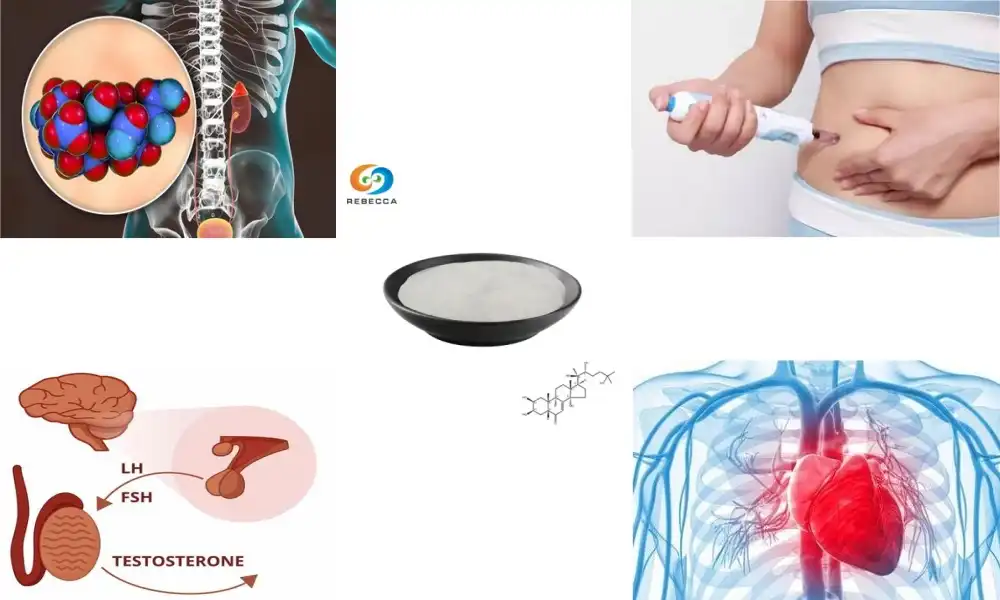 How does ecdysterone affect hormone levels and organ health?