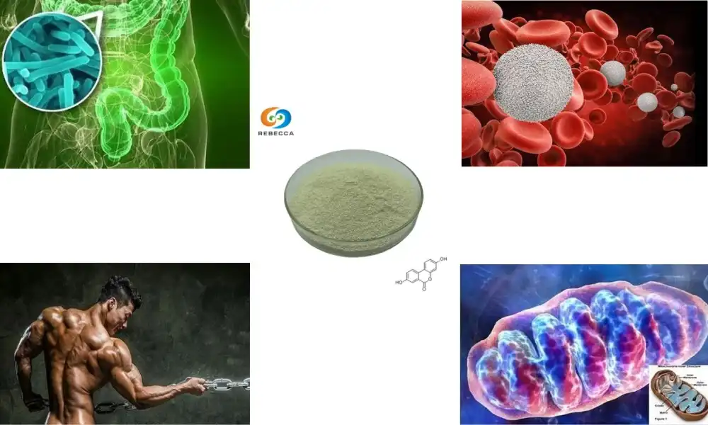 Is Urolithin A the same as CoQ10?