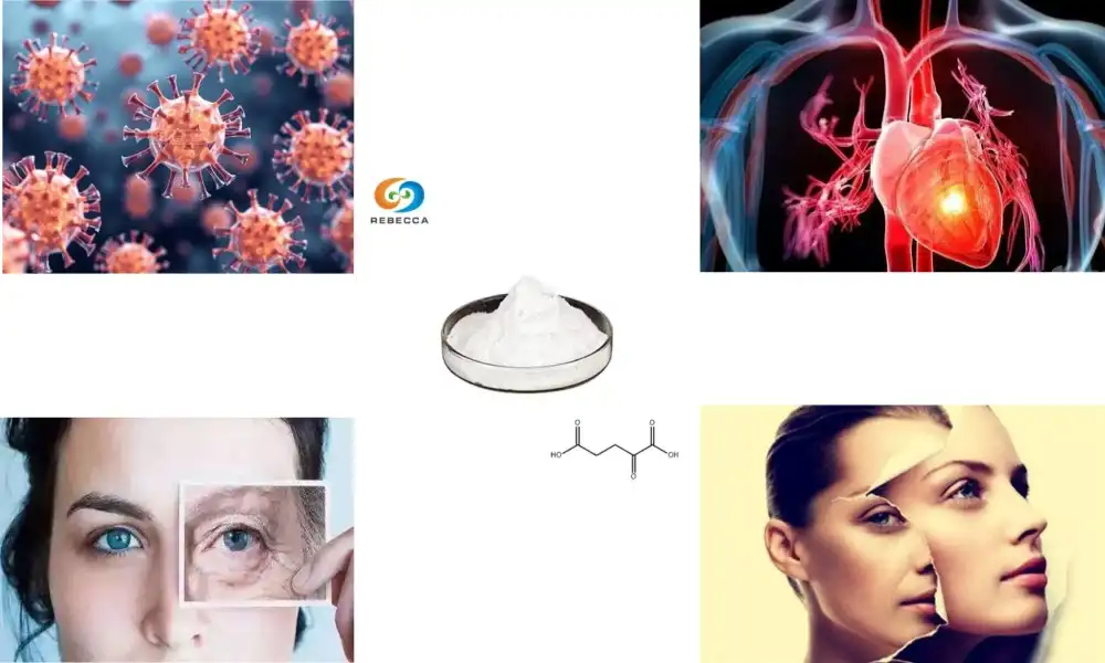 What is the main use of Calcium Alpha-Ketoglutarate Powder​?