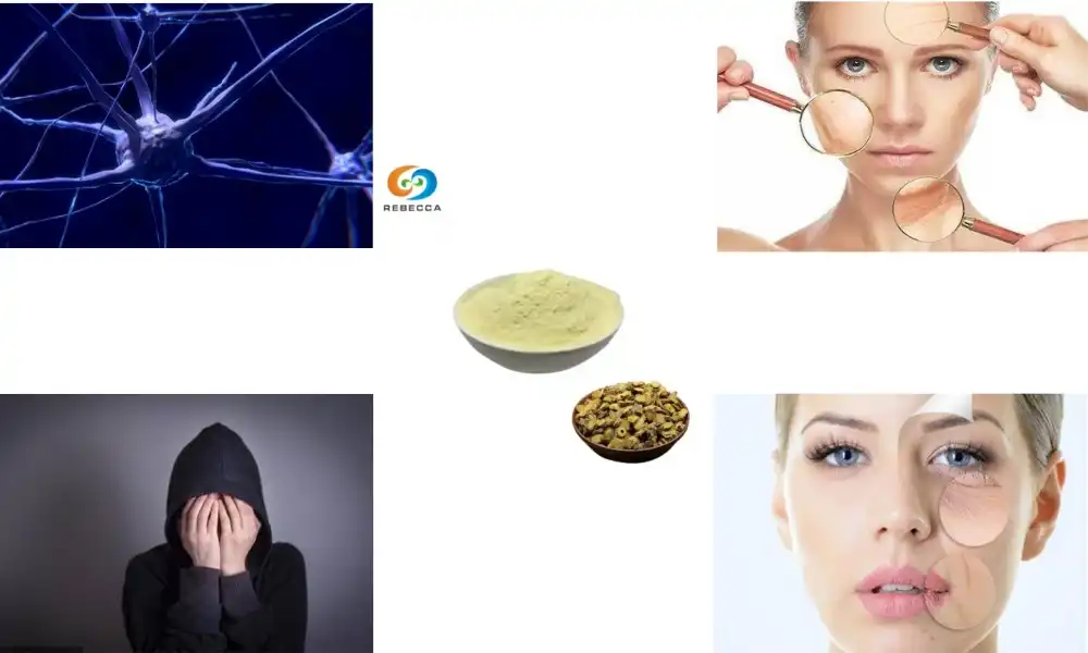 Better Sleep Naturally with Baical Skullcap Root Extract