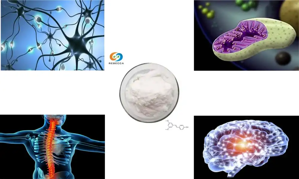 Can pterostilbene aid cognitive health and memory?