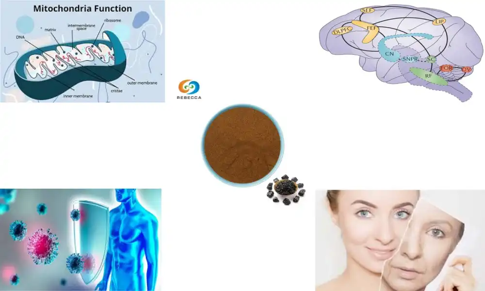 Kedu ihe ga - eme ma ọ bụrụ na ị na - ewere Shilajit kwa ụbọchị?