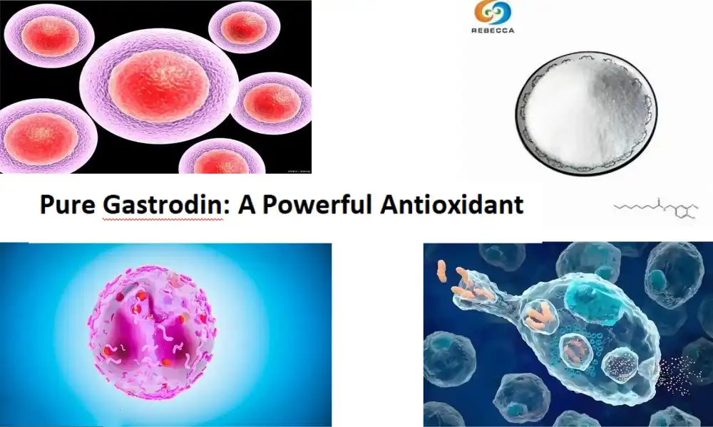 Pure Gastrodin: Usa ka Gamhanan nga Antioxidant