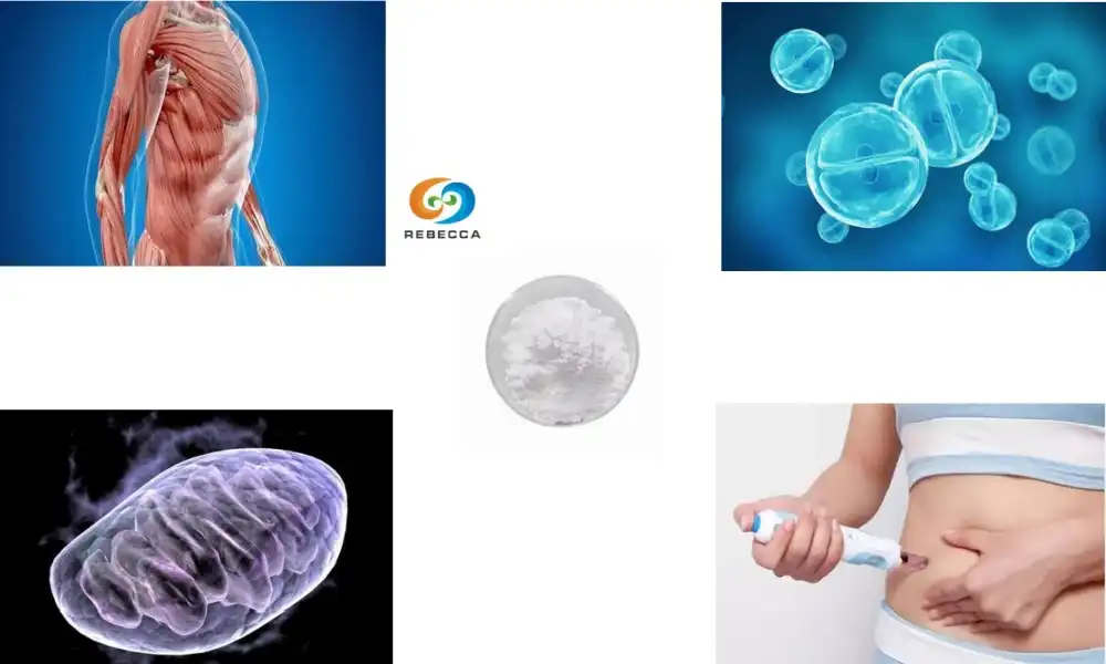 Uzun Ömür Çalışmaları Beta Nikotinamid Mononükleotid Hakkında Ne Diyor?