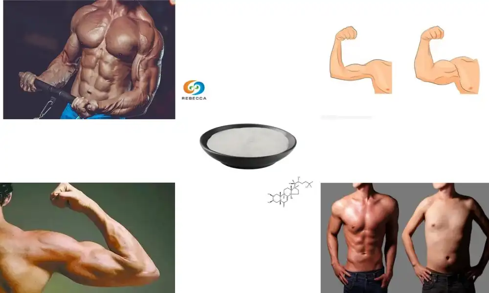 How does ecdysterone compare to traditional anabolic steroids?